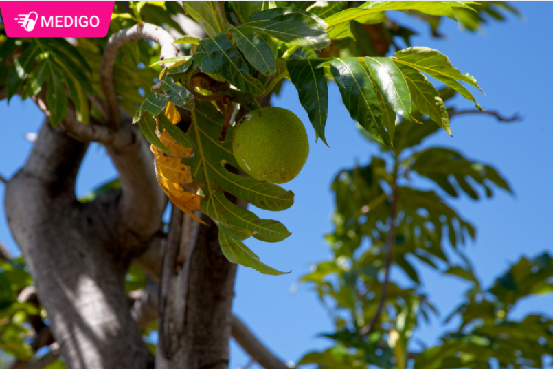 Hinh-minh-hoa-cac-bo-phan-cua-cay-Sa-ke