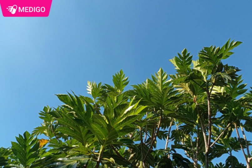 La-Sa-ke-la-mot-loai-duoc-lieu-quy