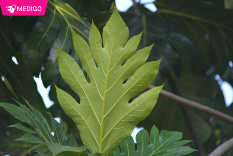 Hinh-minh-hoa-chi-tiet-la-cua-cay-Sa-ke