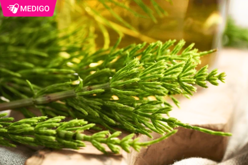 Cỏ đuôi ngựa – Cách dùng và những lưu ý khi sử dụng