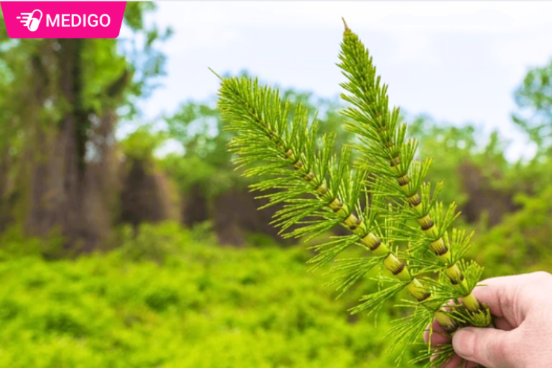 Hinh-anh-minh-hoa-Co-duoi-ngua