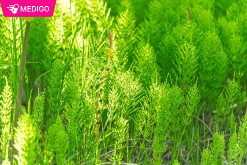 Cac-cong-dung-noi-bat-cua-Co-duoi-ngua