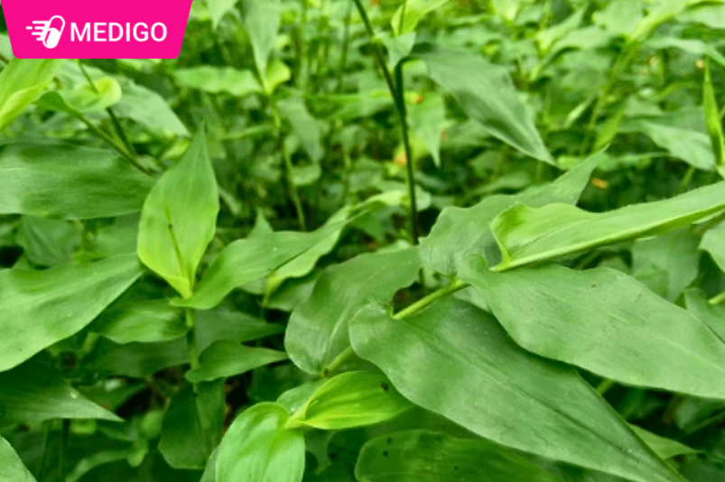 Cỏ lá tre – Nguồn gốc, công dụng và cách sử dụng an toàn