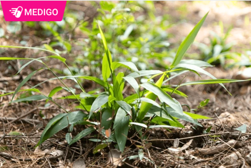 Hinh-anh-minh-hoa-Co-la-tre