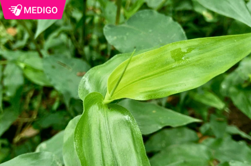 Cac-cong-dung-noi-bat