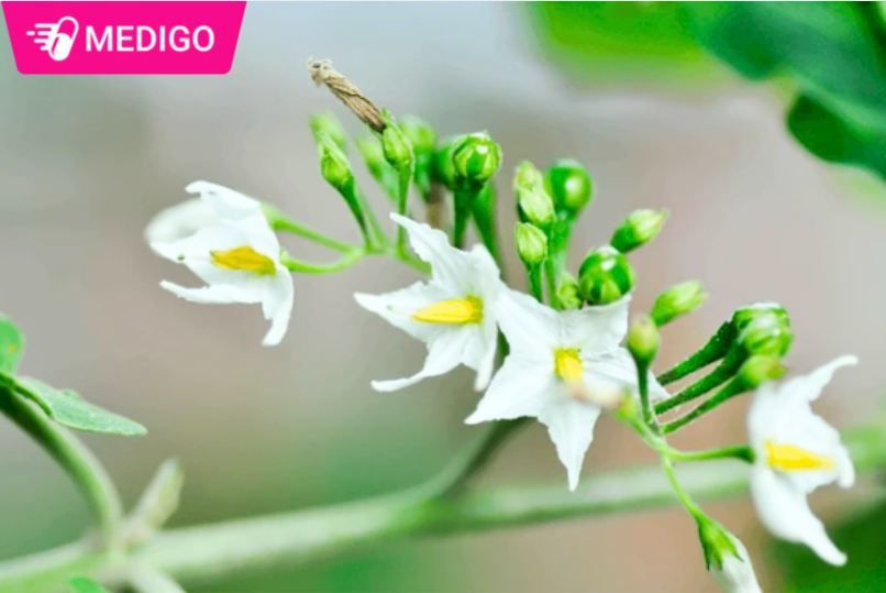 Cà dại hoa trắng - công dụng dân gian và cách sử dụng an toàn