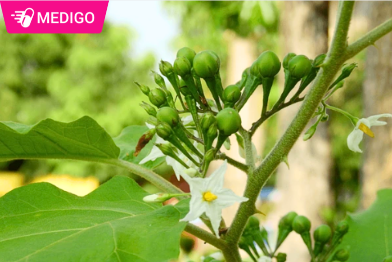 Dac-diem-hinh-thai-cua-Ca-dai-hoa-trang