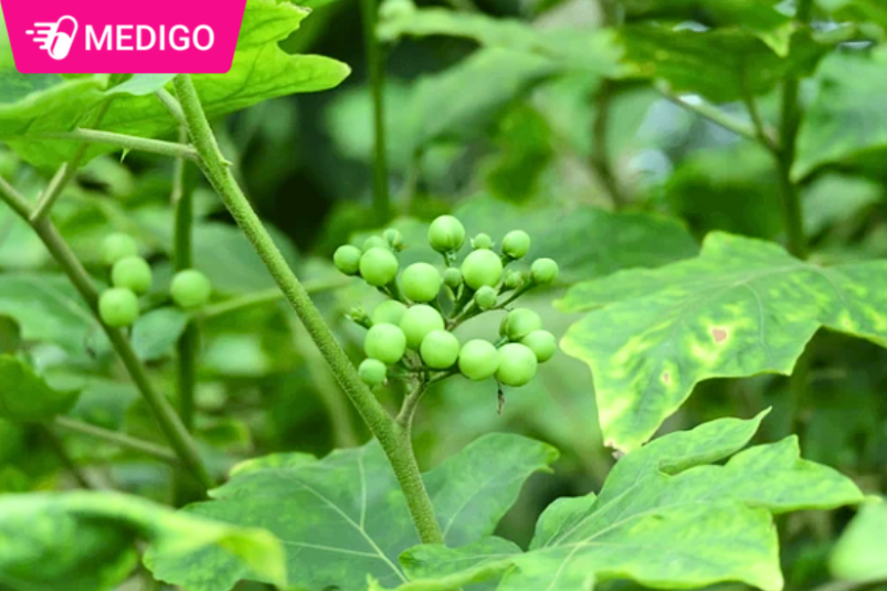 Huong-dan-su-dung-Ca-dai-hoa-trang