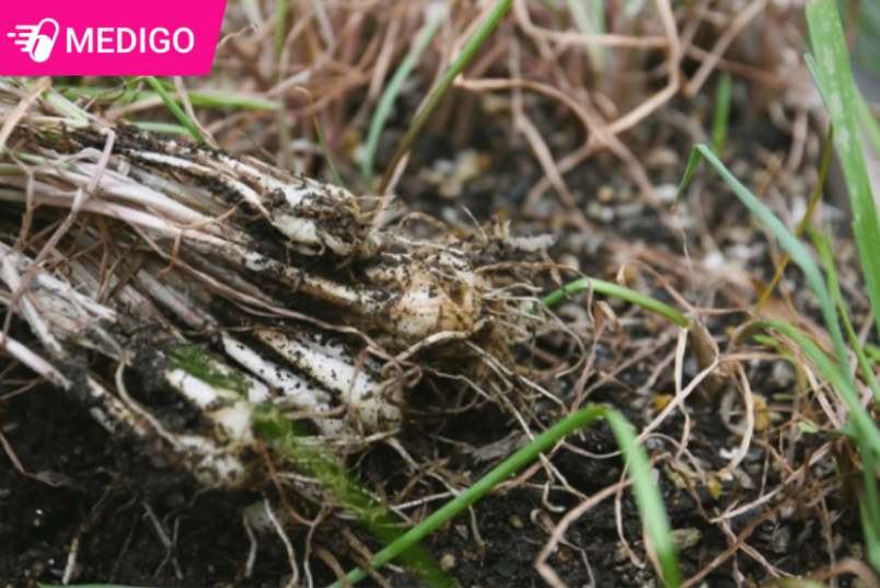 Củ Kiệu: Công dụng dân gian và Cách dùng an toàn