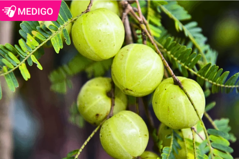 Chùm ruột núi – Lợi ích sức khỏe và những lưu ý cần biết