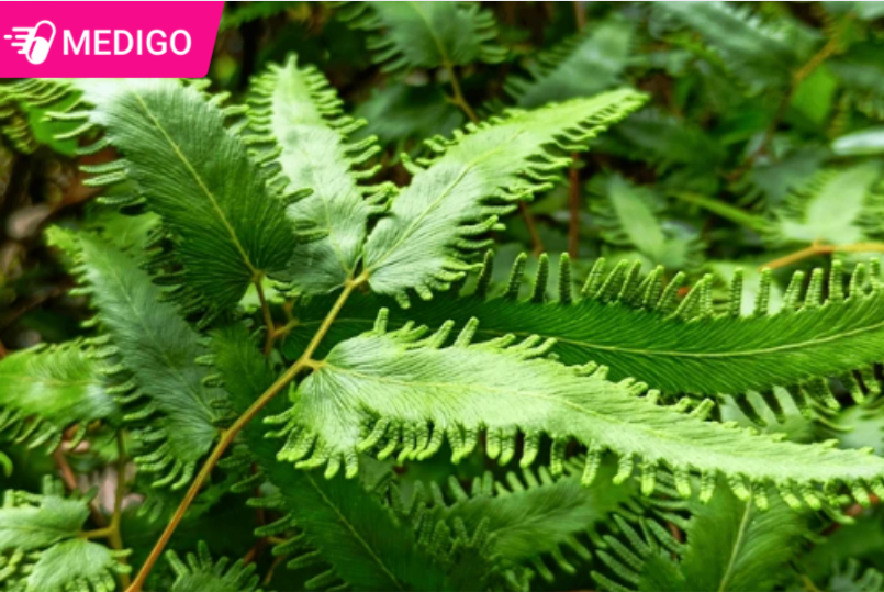 Hải trung kim là gì? Công dụng, cách dùng và lưu ý quan trọng