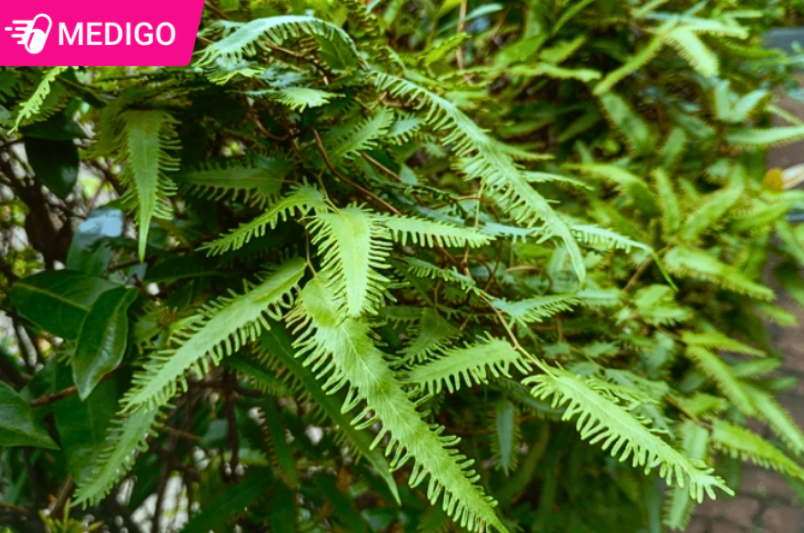 Cac-cong-dung-chinh-cua-Hai-trung-kim