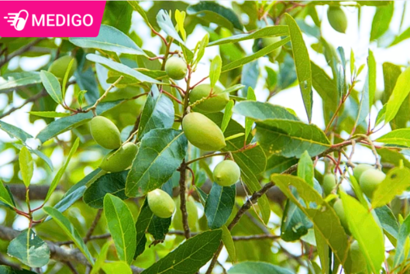 Cà na — công dụng, cách dùng và những điều cần lưu ý