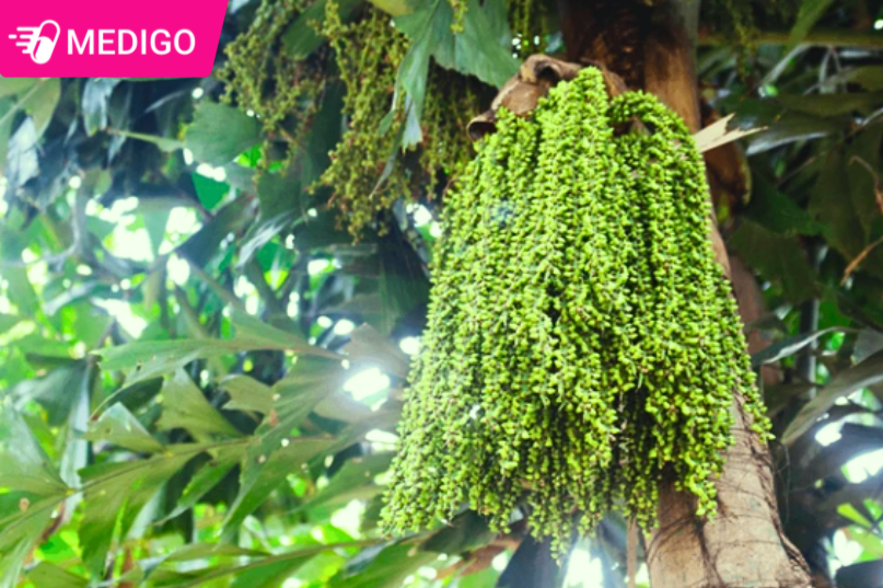 Cây Đủng Đỉnh là gì? Công dụng, cách dùng và những lưu ý quan trọng