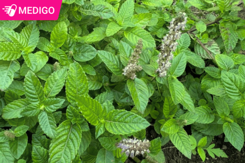 Cây Thạch Đen (Sương Sáo): Công dụng, cách dùng và lưu ý sức khỏe