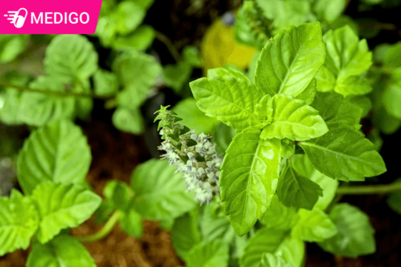 Cay-Thach-Den-mang-nhieu-loi-ich-tot-cho-suc-khoe