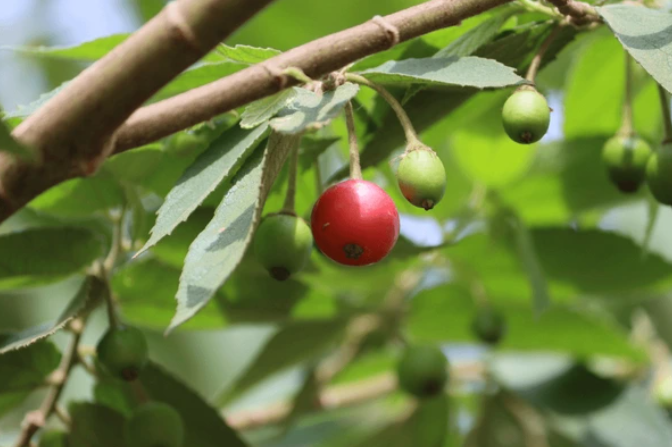 Cay-Trung-Ca-mang-nhieu-cong-dung-huu-ich
