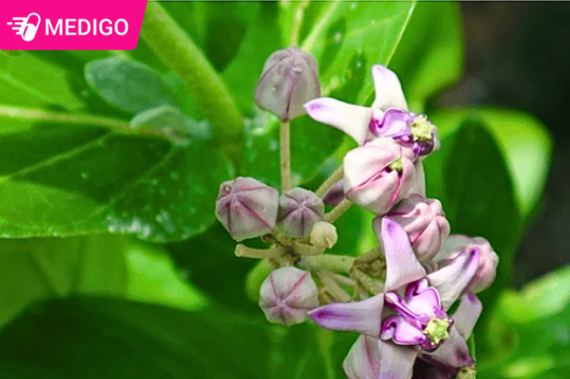 Bong-Bong-la-mot-loai-duoc-lieu-tot-cho-phoi