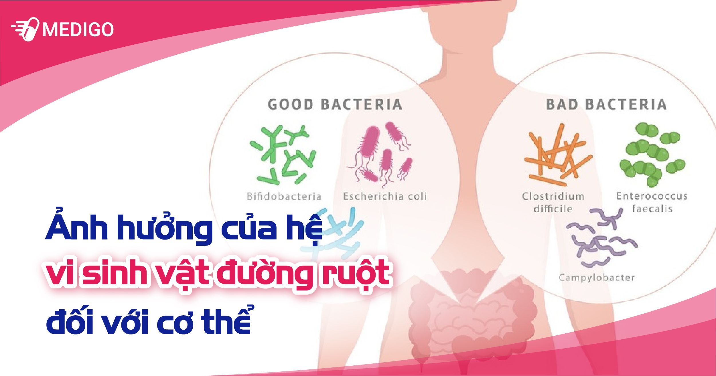 Ảnh hưởng của hệ VI SINH VẬT ĐƯỜNG RUỘT đối với cơ thể