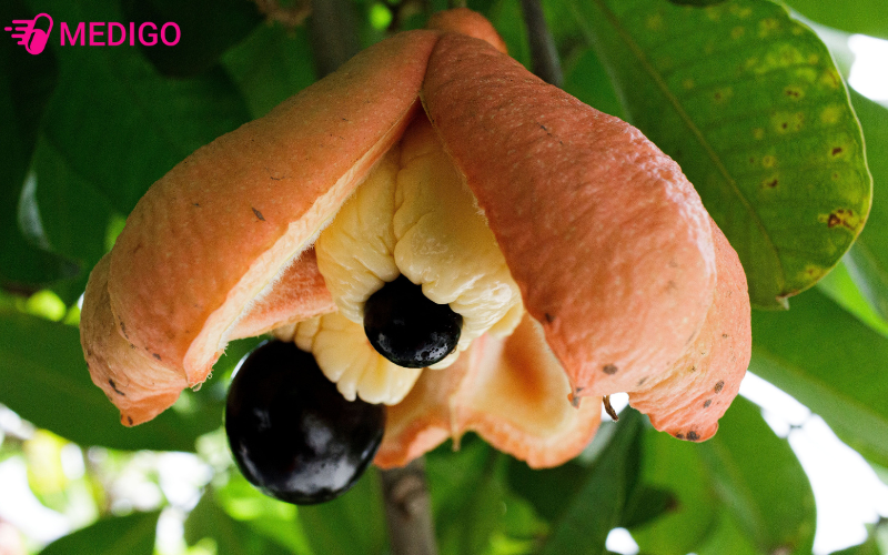 Ao-hat-A-Ke-con-duoc-dung-trong-am-thuc-tai-Chau-Au