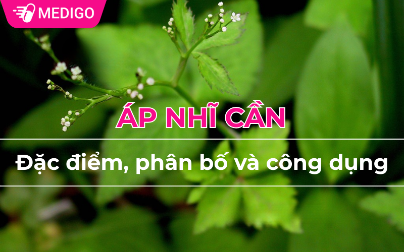 Áp nhĩ cần: Đặc điểm, phân bố và công dụng
