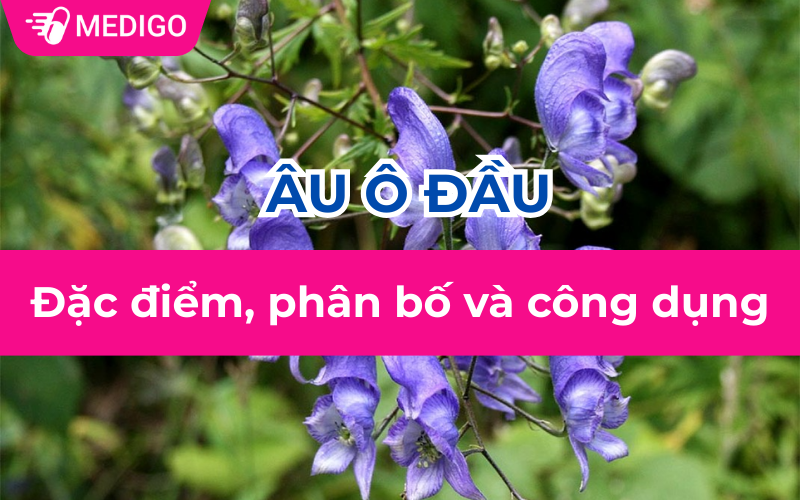 Âu ô đầu: Đặc điểm, phân bố và công dụng