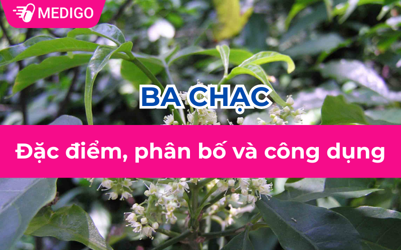 Ba chạc: Đặc điểm, phân bố và công dụng chữa bệnh