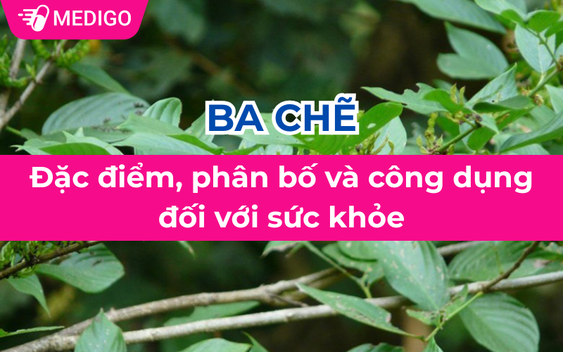 Ba chẽ: Đặc điểm, phân bố và công dụng đối với sức khỏe
