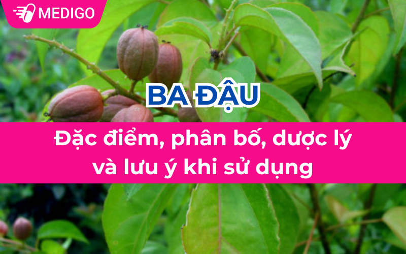 Ba đậu: Đặc điểm, phân bố, dược lý và lưu ý khi sử dụng