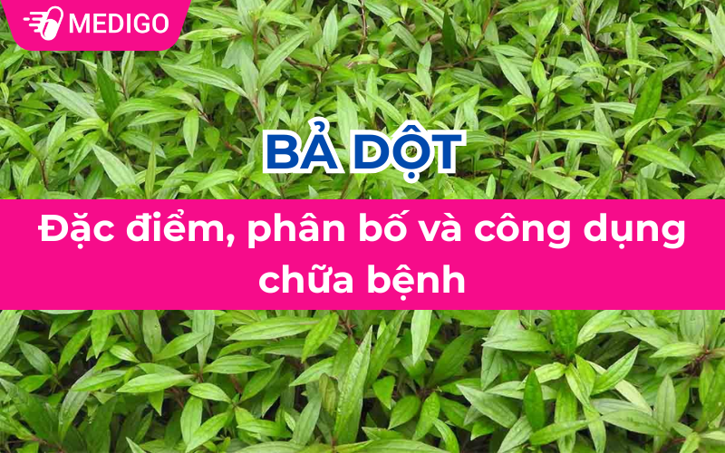 Bả dột: Đặc điểm, phân bố và công dụng chữa bệnh