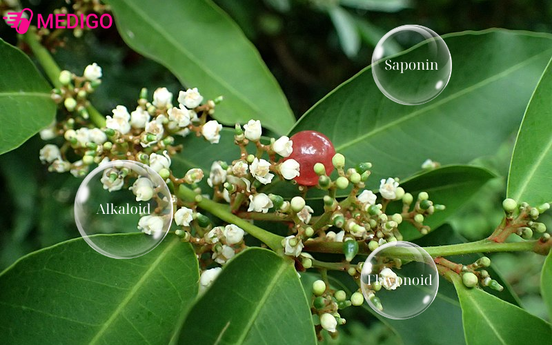 Ba hợp chất quan trọng có trong bưởi bung
