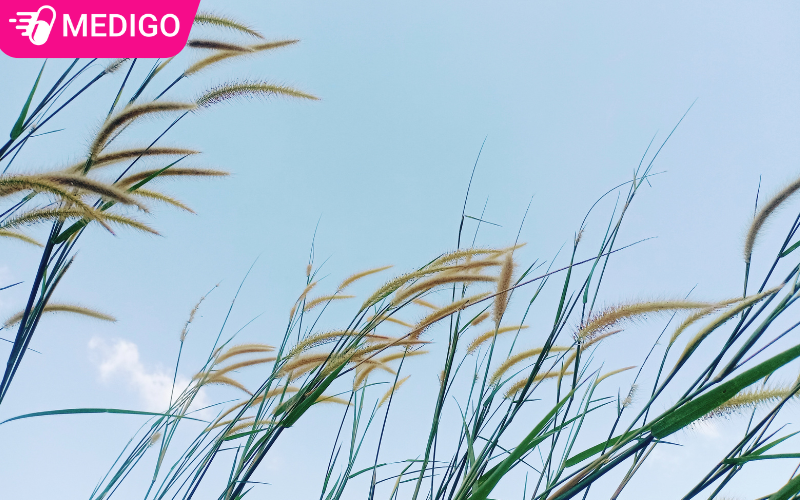 Bạch mao căn: Dược liệu lợi tiểu, cầm máu quen thuộc trong dân gian