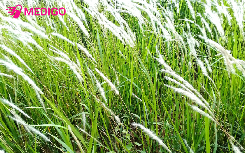 Bach-mao-can-co-ten-khoa-hoc-la-Imperata-cylindrica