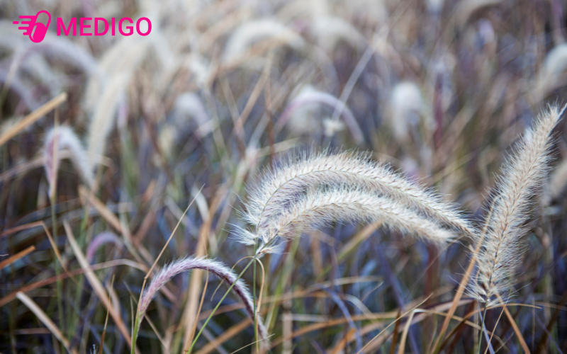 Bach-mao-can-la-mot-loai-cay-than-thao-song-lau-nam