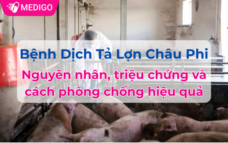 Bệnh Dịch Tả Lợn Châu Phi: Nguyên nhân, triệu chứng và cách phòng chống hiệu quả