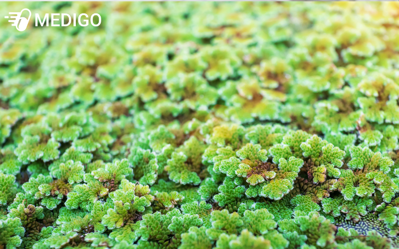 Beo-hoa-dau-co-rat-nhieu-tac-dung-trong-y-hoc-nhan-gian