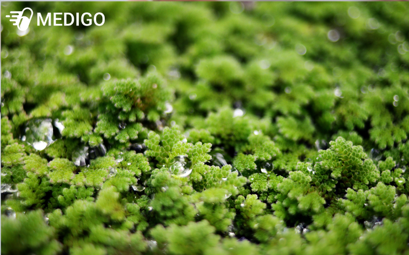 Beo-hoa-dau-con-co-anh-huong-lon-trong-nong-nghiep-va-moi-truong