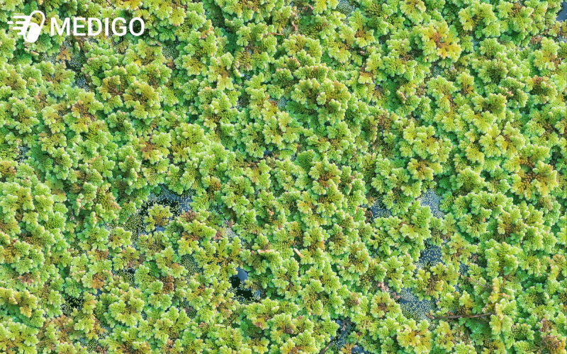 Beo-hoa-dau-la-gi-va-dac-diem-sinh-hoc