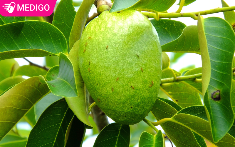 Bình bát: 7 Công dụng tốt bất ngờ đằng sau loài cây dân dã