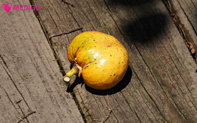 Binh-bat-chin-la-loai-qua-an-duoc-quen-thuoc-voi-nguoi-dan-que