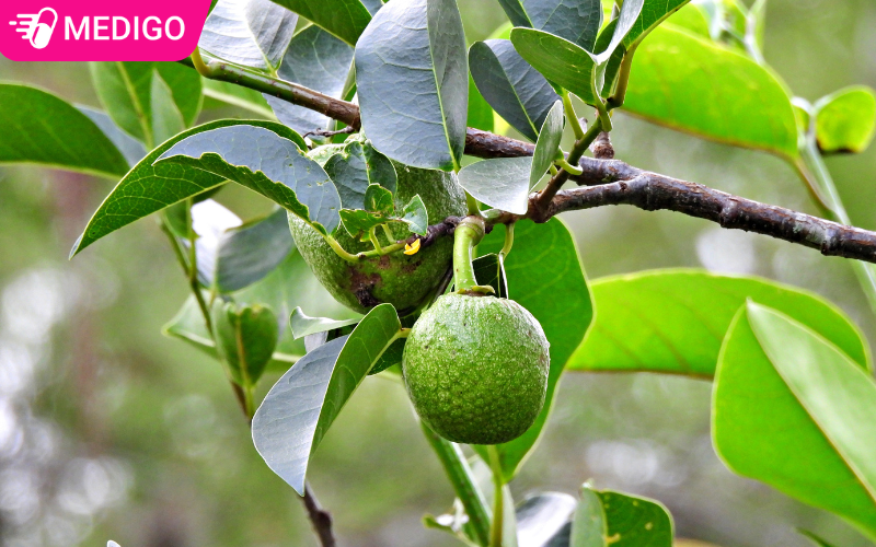 Binh-bat-thuong-moc-nhieu-o-vung-dat-am-nhu-bo-song-ao-ho