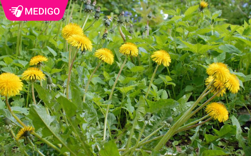 Bo-cong-anh-moc-nhieu-o-ven-duong