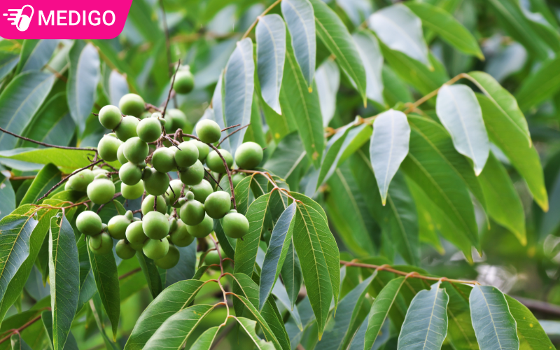 Bồ hòn:Dược liệu thiên nhiên đa năng cho sức khỏe và đời sống