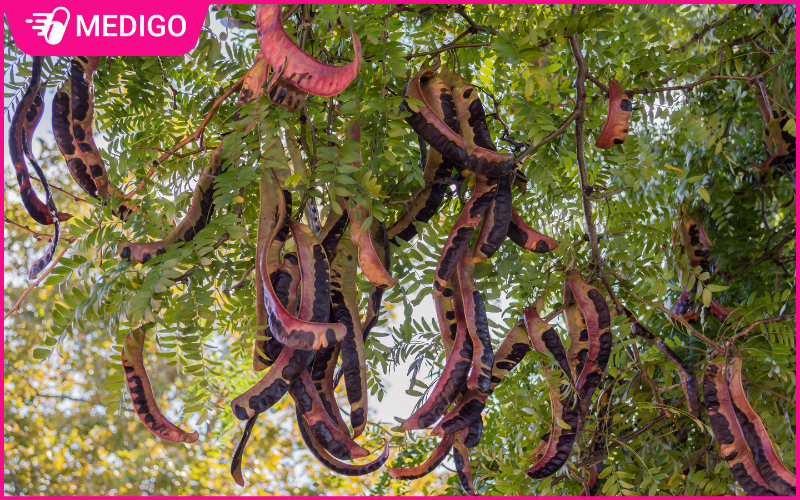 Bồ kết - Vị thuốc dân gian đa công dụng từ thiên nhiên