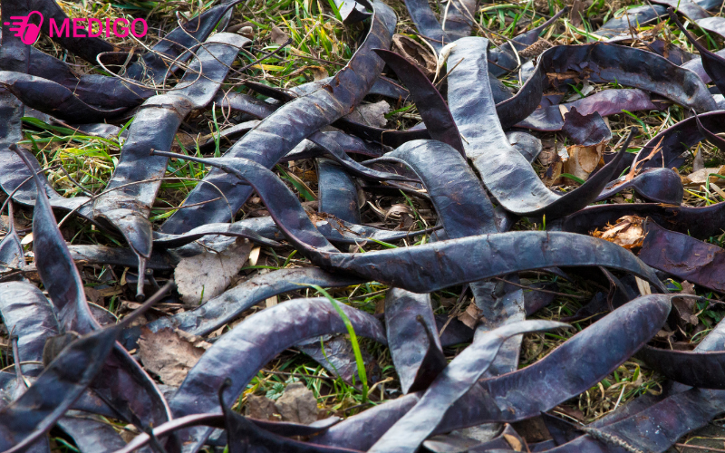 Bo-ket-co-ten-khoa-hoc-Gleditsia-australis-Hemsl