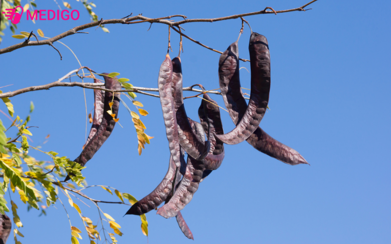 Bo-ket-duoc-ung-dung-rong-rai-trong-cham-soc-va-chua-benh