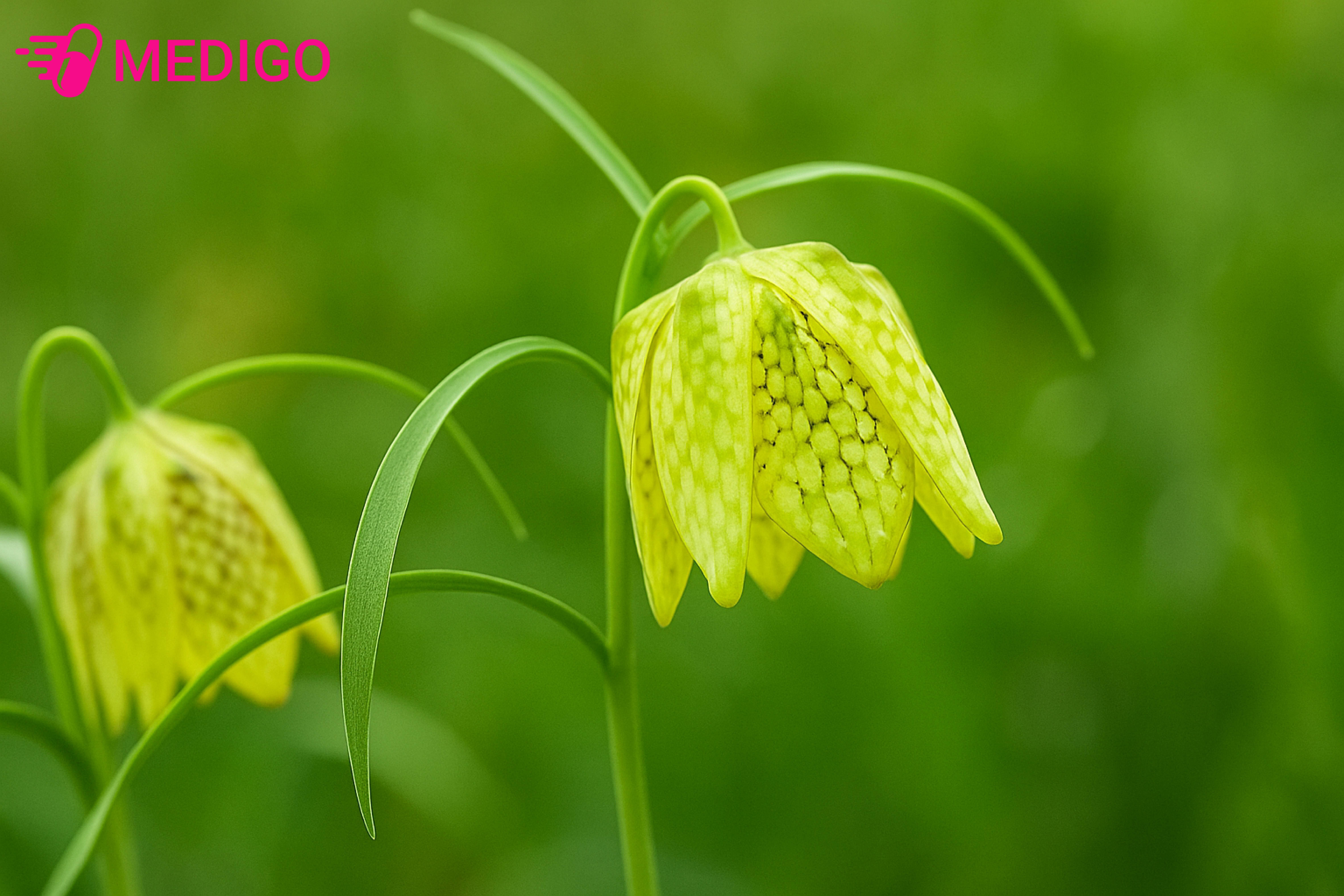 Bối Mẫu - Thảo dược thanh nhiệt, nhuận phổi