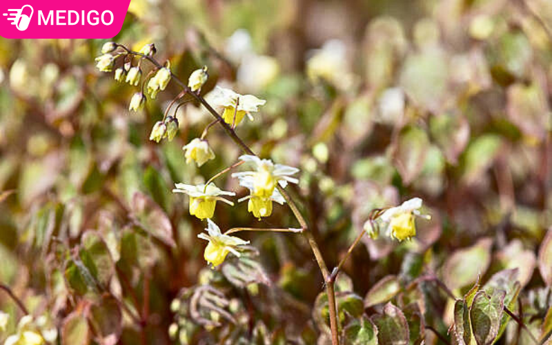 Hoa-cua-cay-co-sung-de