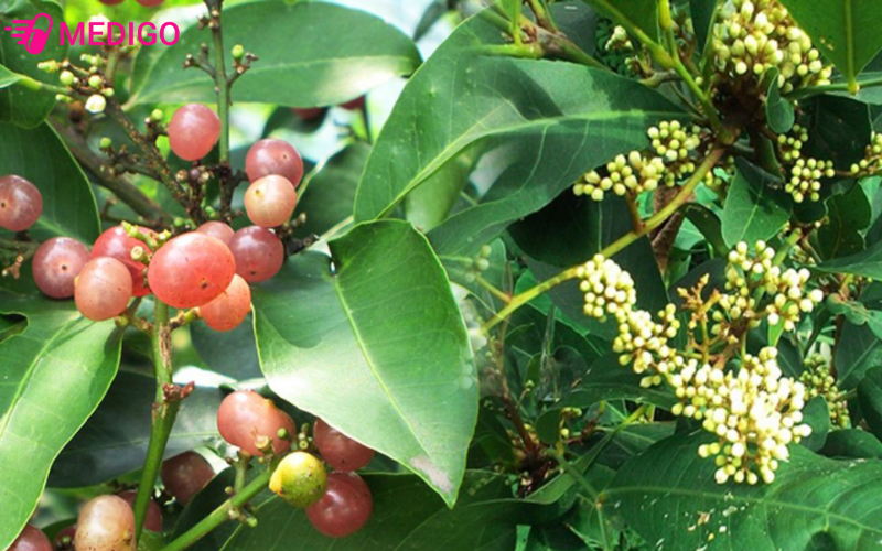 Bưởi bung là gì