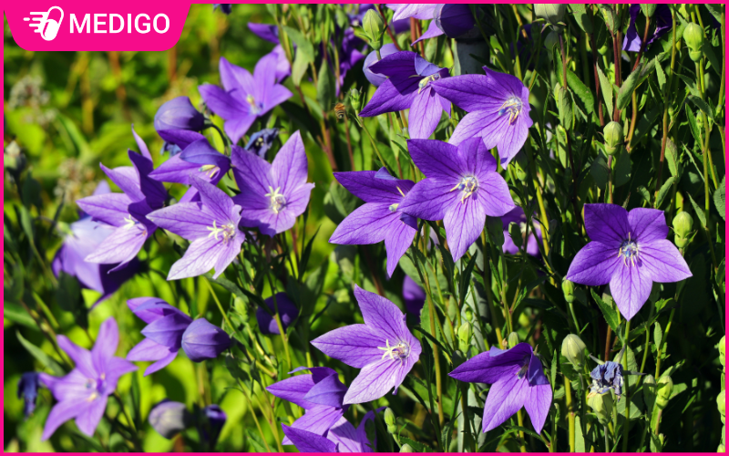 Cac-dac-diem-cua-cay-cat-canh